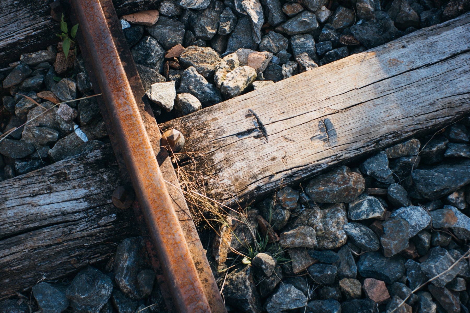 Weathered rail spikes driven into an old wooden tie beside a rusted rail on the line
